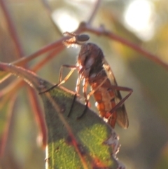 Therevidae (family) (Unidentified stiletto fly) at Tuggeranong Hill - 17 Sep 2023 by michaelb