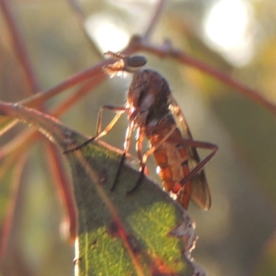 Therevidae (family) (Unidentified stiletto fly) at Conder, ACT - 17 Sep 2023 by MichaelBedingfield