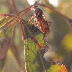 Therevidae (family) at Conder, ACT - 17 Sep 2023