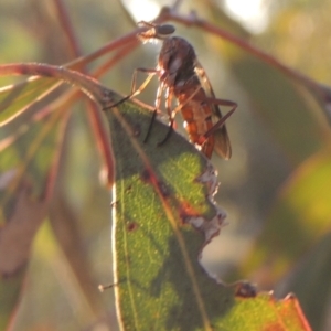 Therevidae (family) at Conder, ACT - 17 Sep 2023 05:37 PM