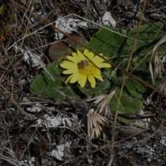 Cymbonotus sp. (preissianus or lawsonianus) (Bears Ears) at Namadgi National Park - 18 Sep 2023 by JohnBundock