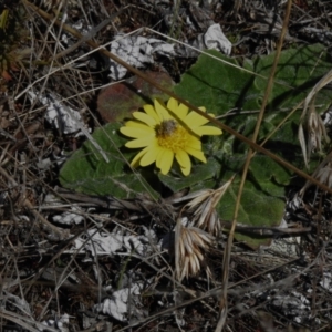 Cymbonotus sp. (preissianus or lawsonianus) at Rendezvous Creek, ACT - 18 Sep 2023