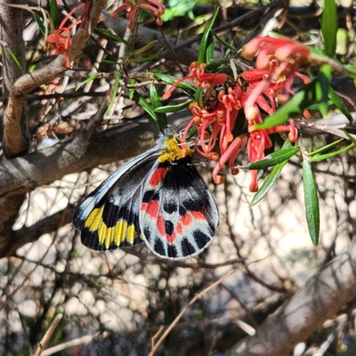 Delias harpalyce (Imperial Jezebel) at Coree, ACT - 20 Sep 2023 by NathanaelC