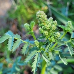 Sanguisorba minor (Salad Burnet, Sheep's Burnet) at Lyneham Wetland - 20 Sep 2023 by trevorpreston