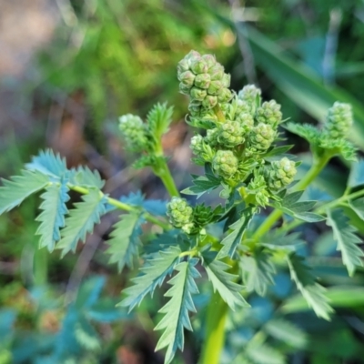 Sanguisorba minor (Salad Burnet, Sheep's Burnet) at Sullivans Creek, Lyneham South - 20 Sep 2023 by trevorpreston