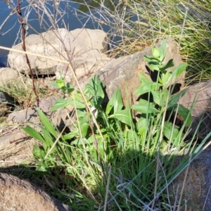 Centranthus ruber at Lyneham, ACT - 20 Sep 2023