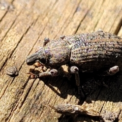 Listroderes difficilis at Sullivans Creek, Lyneham South - 20 Sep 2023 by trevorpreston