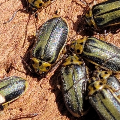 Xanthogaleruca luteola (Elm leaf beetle) at Lyneham, ACT - 20 Sep 2023 by trevorpreston