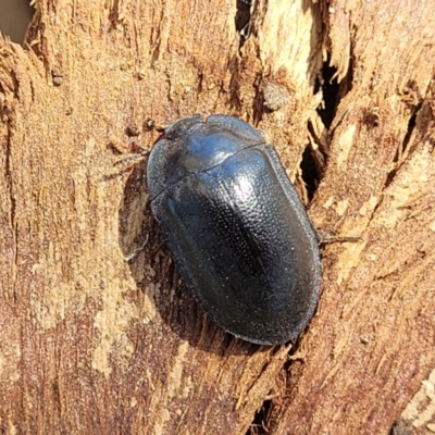 Pterohelaeus striatopunctatus (Darkling beetle) at Lyneham, ACT - 20 Sep 2023 by trevorpreston