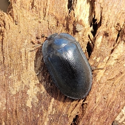 Pterohelaeus sp. (genus) (Pie-dish beetle) at Lyneham, ACT - 20 Sep 2023 by trevorpreston