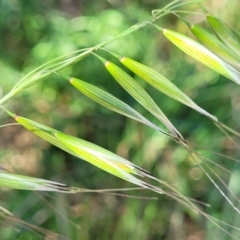 Avena barbata (Bearded Oat) at Sullivans Creek, Lyneham South - 20 Sep 2023 by trevorpreston