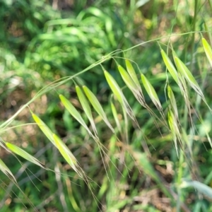 Avena barbata at Lyneham, ACT - 20 Sep 2023 12:42 PM