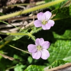 Geranium solanderi var. solanderi (Native Geranium) at City Renewal Authority Area - 20 Sep 2023 by trevorpreston