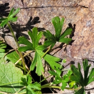 Geranium solanderi var. solanderi at Lyneham, ACT - 20 Sep 2023 12:38 PM