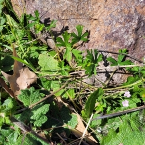 Geranium solanderi var. solanderi at Lyneham, ACT - 20 Sep 2023 12:38 PM