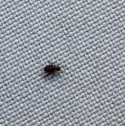 Aphididae (family) (Unidentified aphid) at Barton, ACT - 20 Sep 2023 by CathyKatie