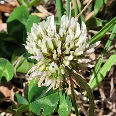 Trifolium repens (White Clover) at Lyneham Wetland - 20 Sep 2023 by trevorpreston