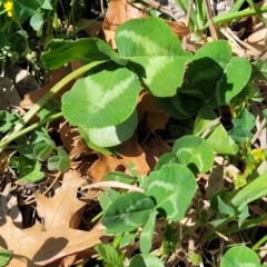 Trifolium repens at Lyneham, ACT - 20 Sep 2023