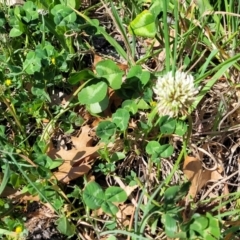 Trifolium repens at Lyneham, ACT - 20 Sep 2023