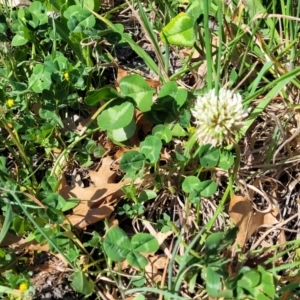 Trifolium repens at Lyneham, ACT - 20 Sep 2023 12:37 PM