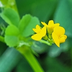 Medicago polymorpha (Burr Medic) at City Renewal Authority Area - 20 Sep 2023 by trevorpreston