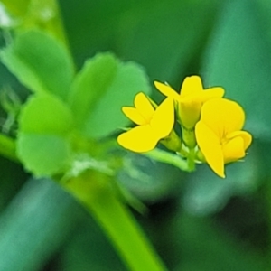 Medicago polymorpha at Lyneham, ACT - 20 Sep 2023