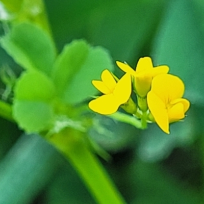 Medicago polymorpha (Burr Medic) at Sullivans Creek, Lyneham South - 20 Sep 2023 by trevorpreston