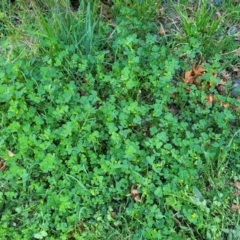 Medicago polymorpha at Lyneham, ACT - 20 Sep 2023