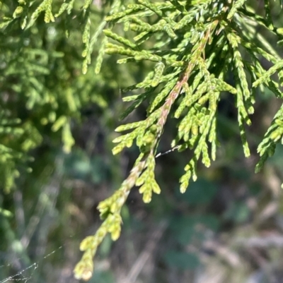 Cupressus sp. (A Cypress) at Bruce, ACT - 20 Sep 2023 by JVR