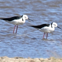 Himantopus leucocephalus (Pied Stilt) at Jerrabomberra Wetlands - 19 Sep 2023 by Thurstan