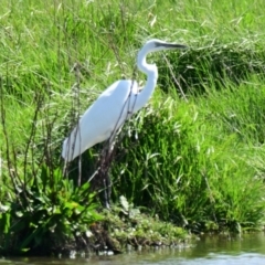 Ardea alba (Great Egret) at Fyshwick, ACT - 19 Sep 2023 by Thurstan