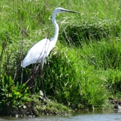 Ardea alba at Fyshwick, ACT - 19 Sep 2023