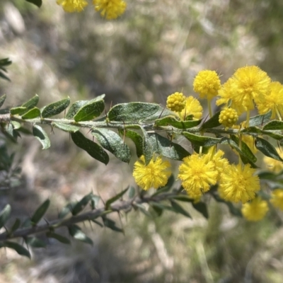 Acacia paradoxa (Kangaroo Thorn) at Mount Ainslie - 18 Sep 2023 by JaneR