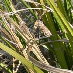 Carex fascicularis (Tassel Sedge) at Mount Ainslie - 18 Sep 2023 by JaneR