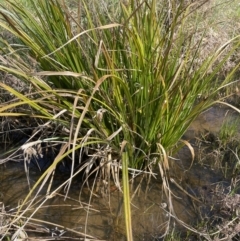 Carex fascicularis at Majura, ACT - 18 Sep 2023