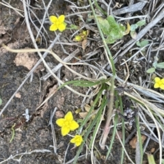 Cicendia quadrangularis (Oregon Timwort) at Mount Ainslie - 18 Sep 2023 by JaneR