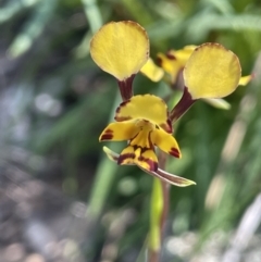 Diuris pardina (Leopard Doubletail) at Mount Ainslie - 18 Sep 2023 by JaneR