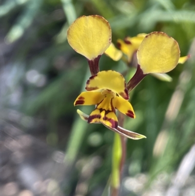 Diuris pardina (Leopard Doubletail) at Mount Ainslie - 18 Sep 2023 by JaneR