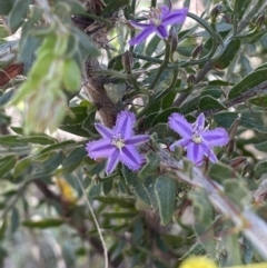 Thysanotus patersonii (Twining Fringe Lily) at Mount Ainslie - 18 Sep 2023 by JaneR