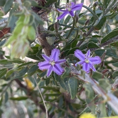 Thysanotus patersonii (Twining Fringe Lily) at Mount Ainslie - 18 Sep 2023 by JaneR