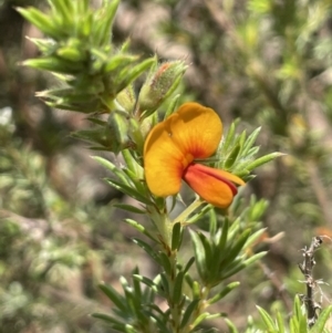 Pultenaea subspicata at Majura, ACT - 18 Sep 2023