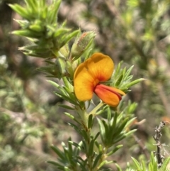 Pultenaea subspicata (Low Bush-pea) at Majura, ACT - 18 Sep 2023 by JaneR