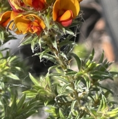 Pultenaea subspicata at Majura, ACT - 18 Sep 2023