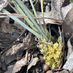 Lomandra bracteata (Small Matrush) at Mount Majura - 16 Sep 2023 by JaneR