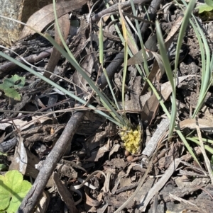 Lomandra bracteata at Hackett, ACT - 16 Sep 2023 12:56 PM