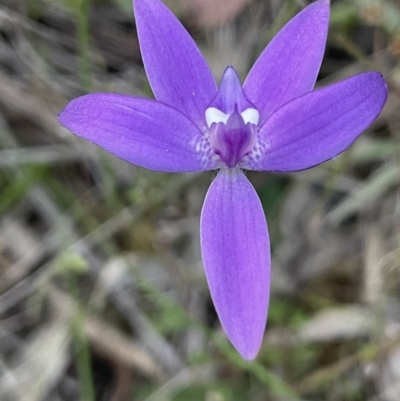 Glossodia major (Wax Lip Orchid) at Mount Majura - 19 Sep 2023 by JaneR