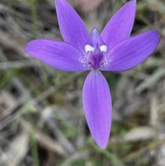 Glossodia major (Wax Lip Orchid) at Mount Majura - 19 Sep 2023 by JaneR