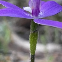 Glossodia major at Majura, ACT - suppressed