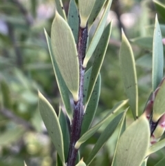 Styphelia triflora at Majura, ACT - 2 Sep 2023 04:41 PM