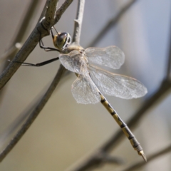 Hemicordulia tau (Tau Emerald) at Tuggeranong, ACT - 19 Sep 2023 by RomanSoroka
